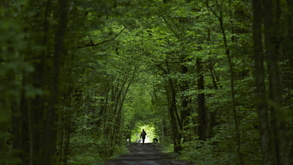 Tranquil forest view