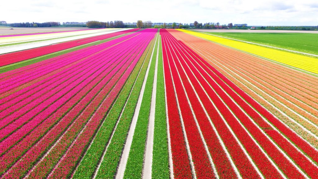 View of tulip farm showing colourful linear patterns