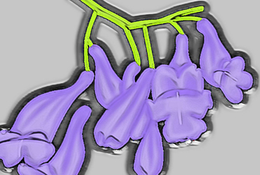 Study of the Jacaranda tree where the flowers are produced in conspicuous large panicles, each flower with a five-lobed blue to purple-blue corolla